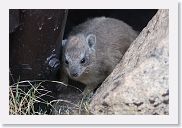 14SerengetiDayGameDrive - 128 * Rock Hyrax.